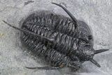 Impressive Cyphaspis Trilobite Cluster - Top Quality Preparation #359156-4